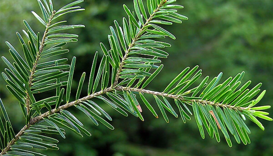 Silver fir bud extract for bones, teeth and more