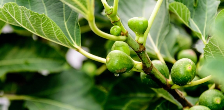 Dyspepsia: What Ficus bud extract is used for