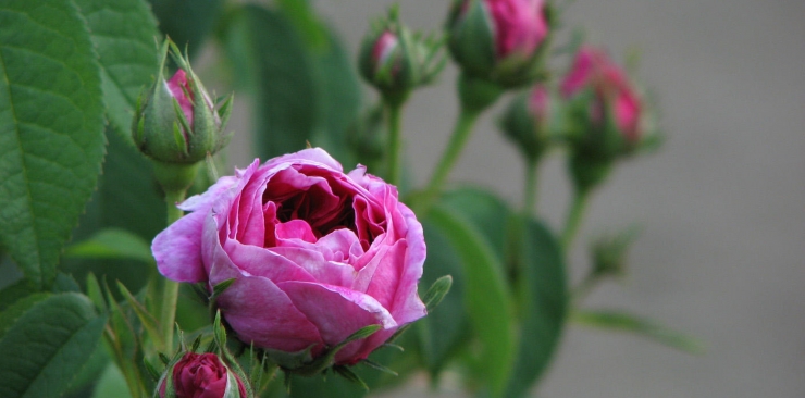 The rose: properties and uses for types of roses