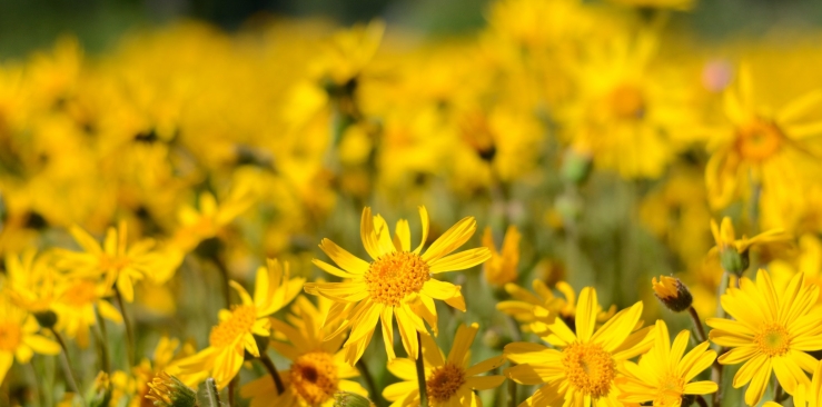 Best natural anti inflammatory: Arnica montana