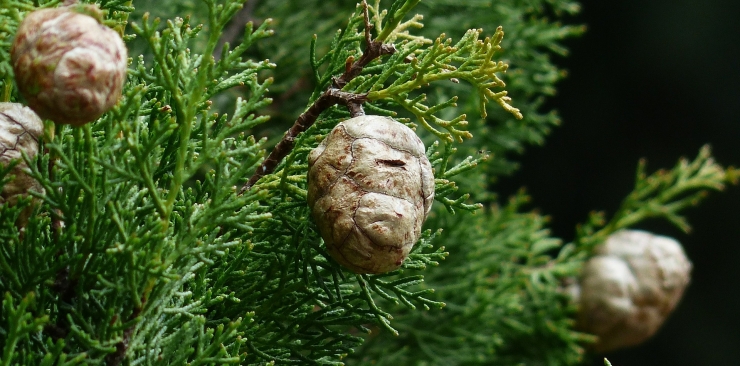 Cypress essential oil properties and uses