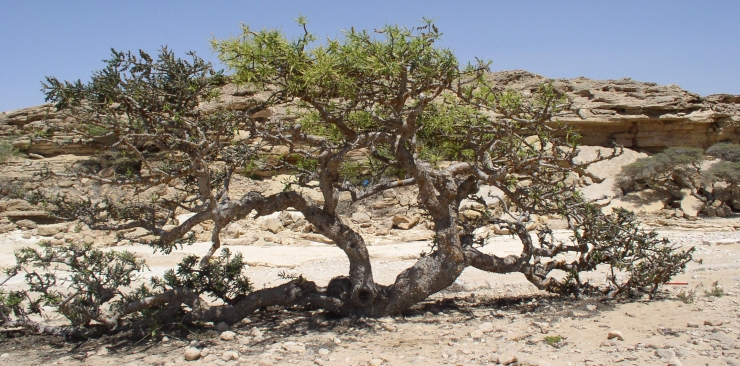 Frankincense essential oil