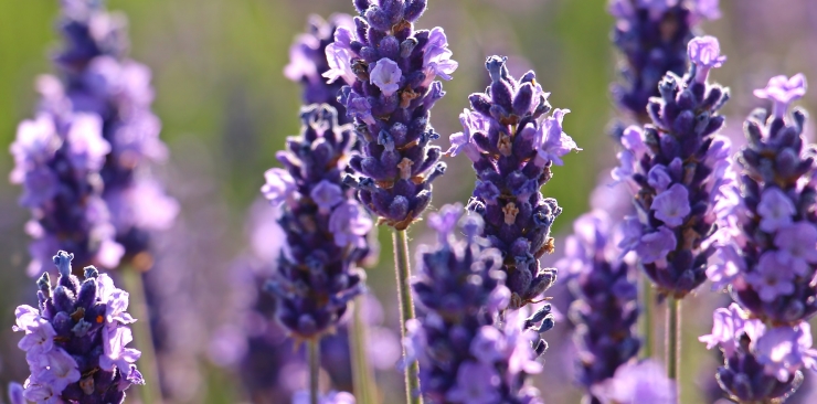 The special essential oil lavender properties