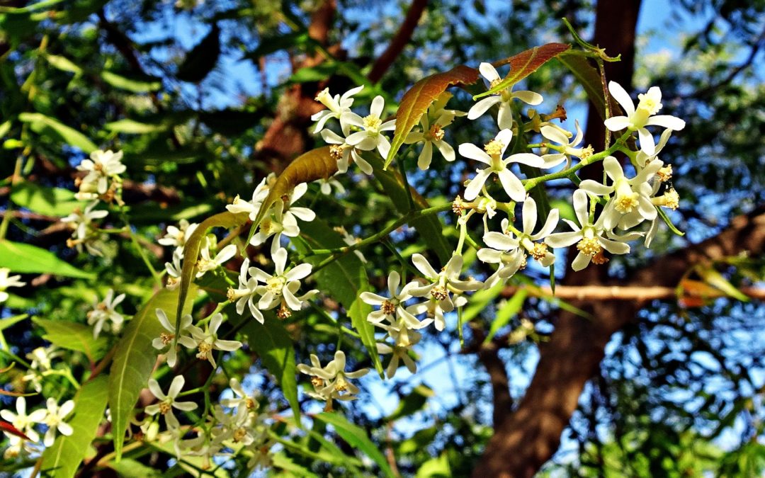 Neem: l’insetticida naturale e non solo