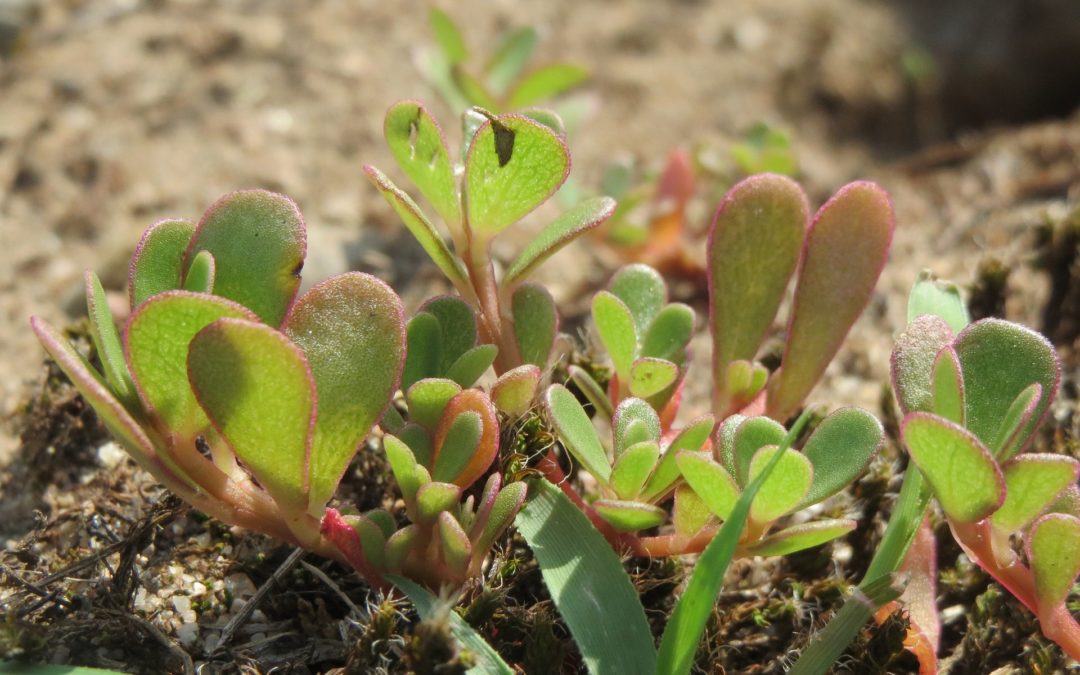 portulaca oleracea