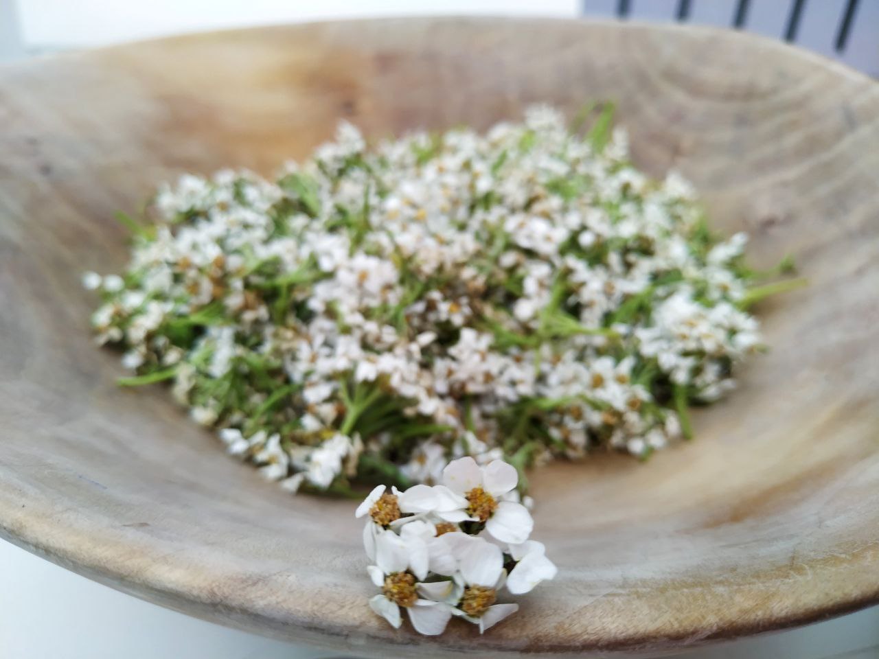 achillea moschata