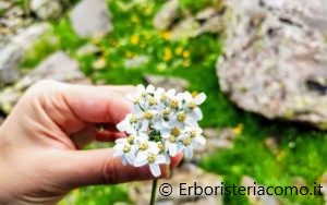 achillea moschata