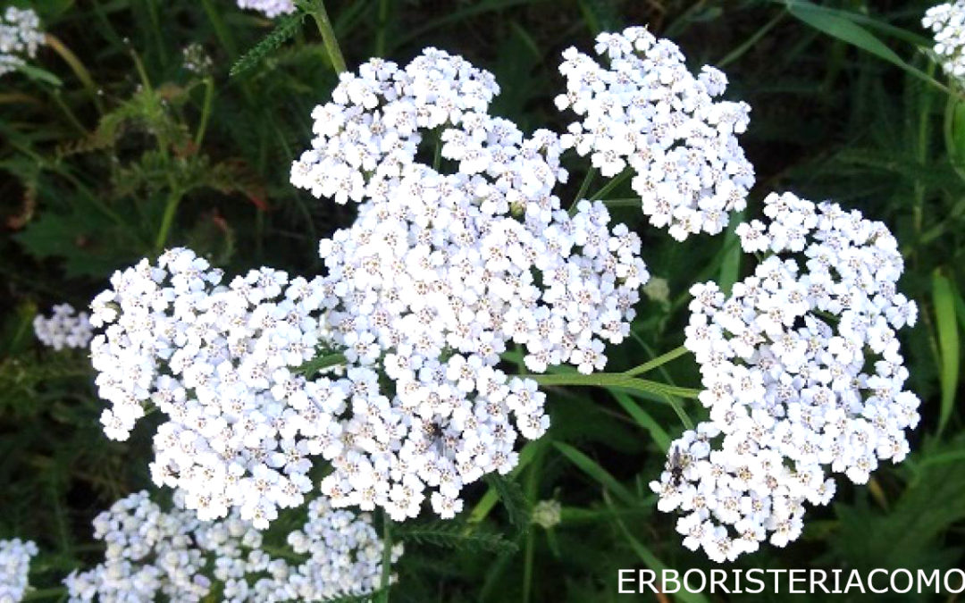 achillea