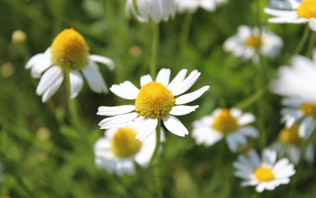 Matricaria camomilla proprietà e usi in erboristeria