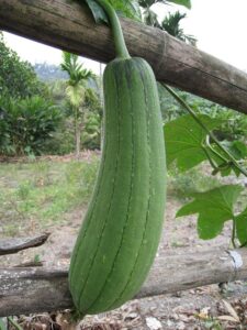 luffa cilindrica