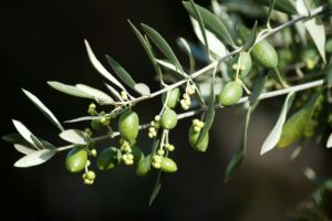 foglie olivo