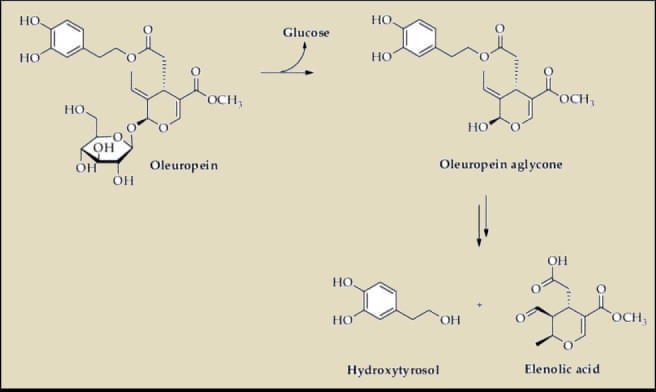 oleuropeina formula