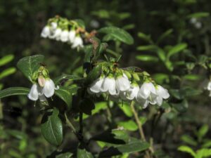 longberry plant