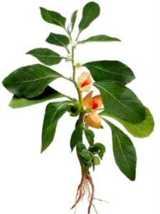 ashwagandha root