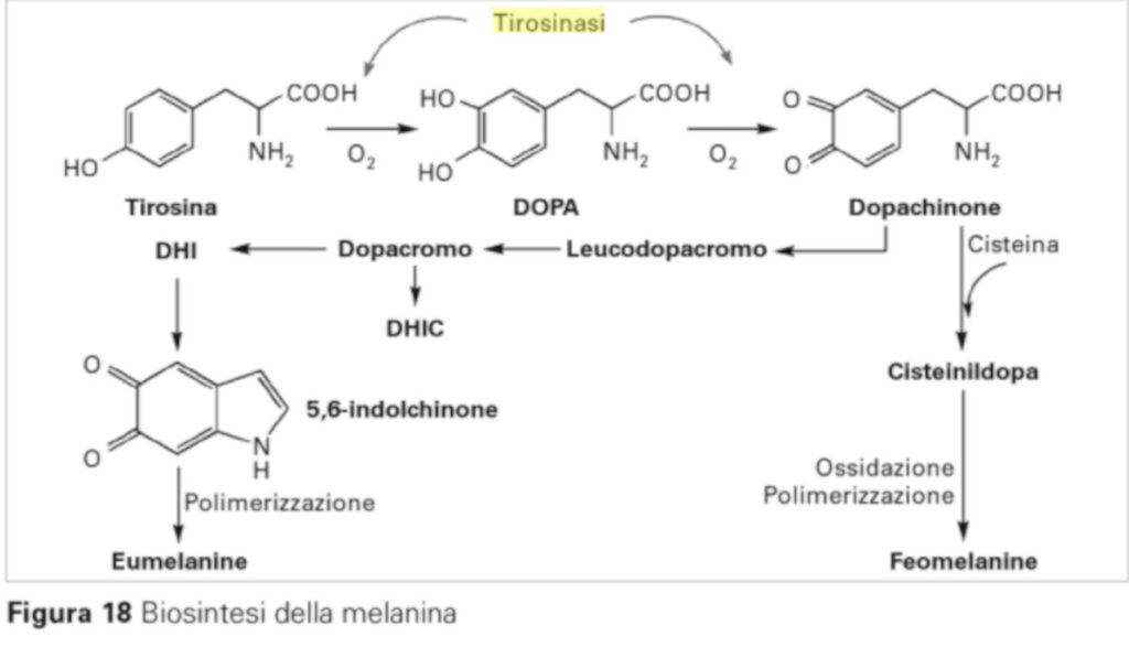 biosintesi melanina