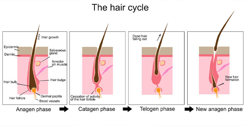 ciclo del capello