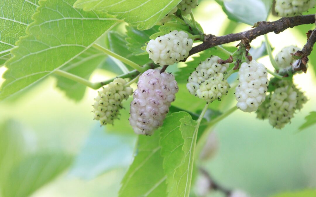 Gelso bianco proprietà benefici e uso