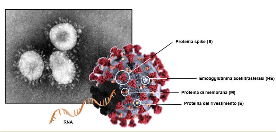 struttura covid19