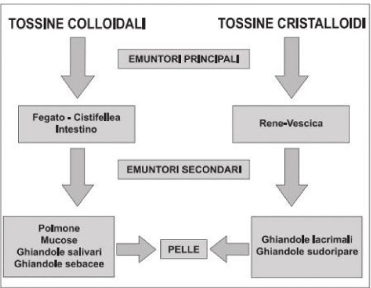 organi emuntori