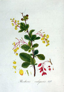 Berberis vulgaris
