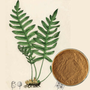 polypodium