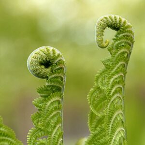 polypodium