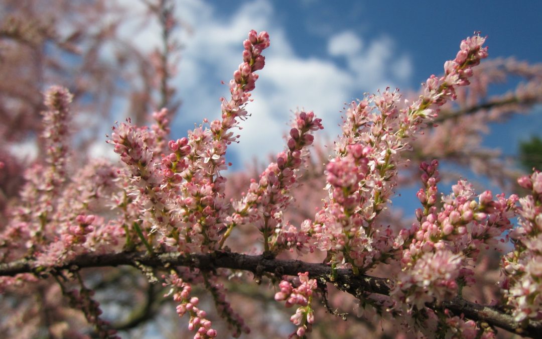 tamarix gallica