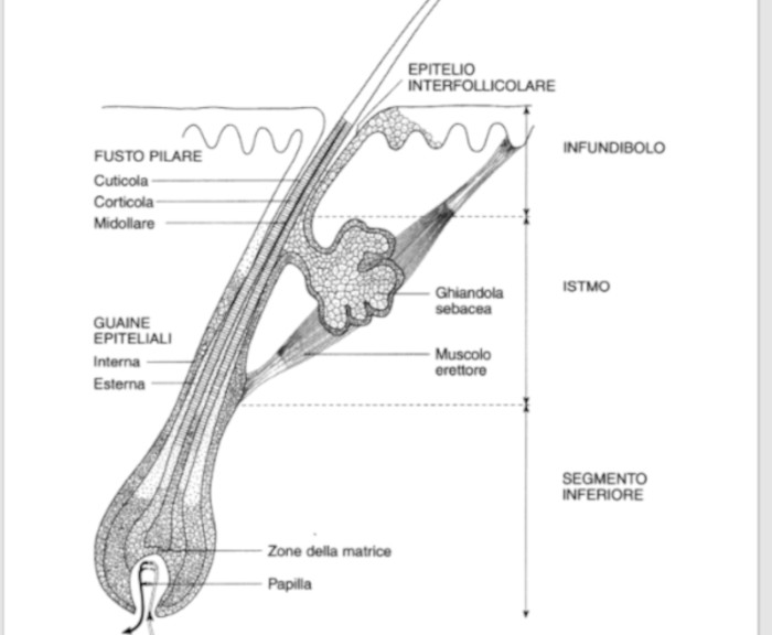 struttura capello