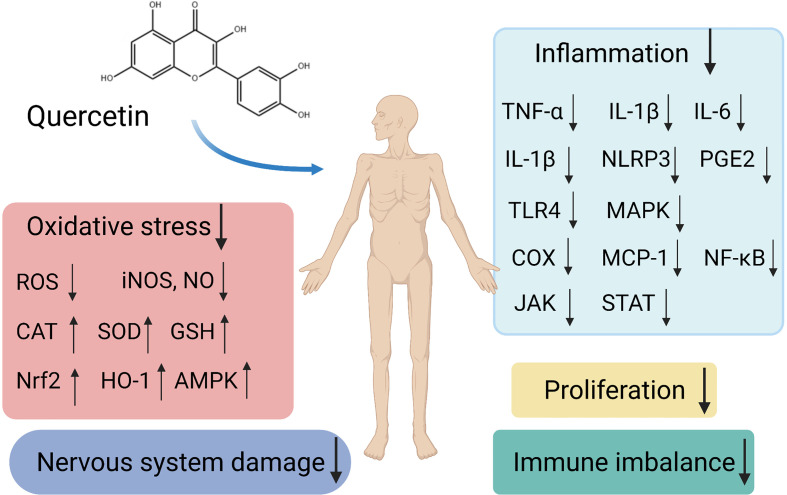 quercetina e malattie autoimmuni