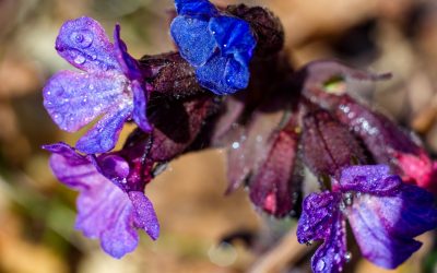 Polmonaria officinale proprietà: ultime scoperte