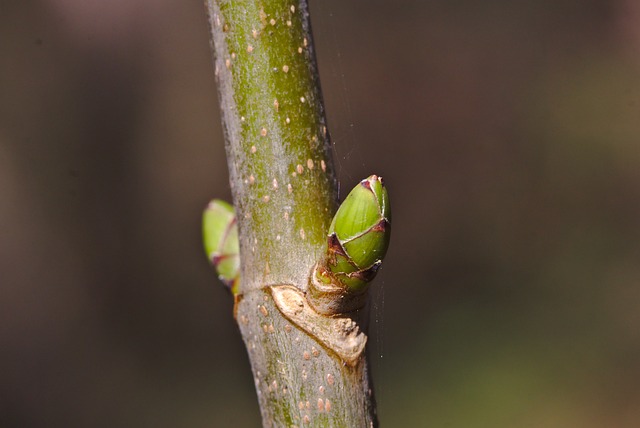 faggio erboristeria
