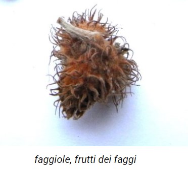 Questa immagine ha l'attributo alt vuoto; il nome del file è faggiole.jpg