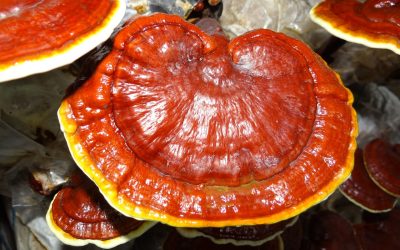 Ganoderma lucidum proprieta e benefici: gli ultimi studi cosa dicono