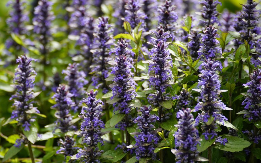 ajuga reptens